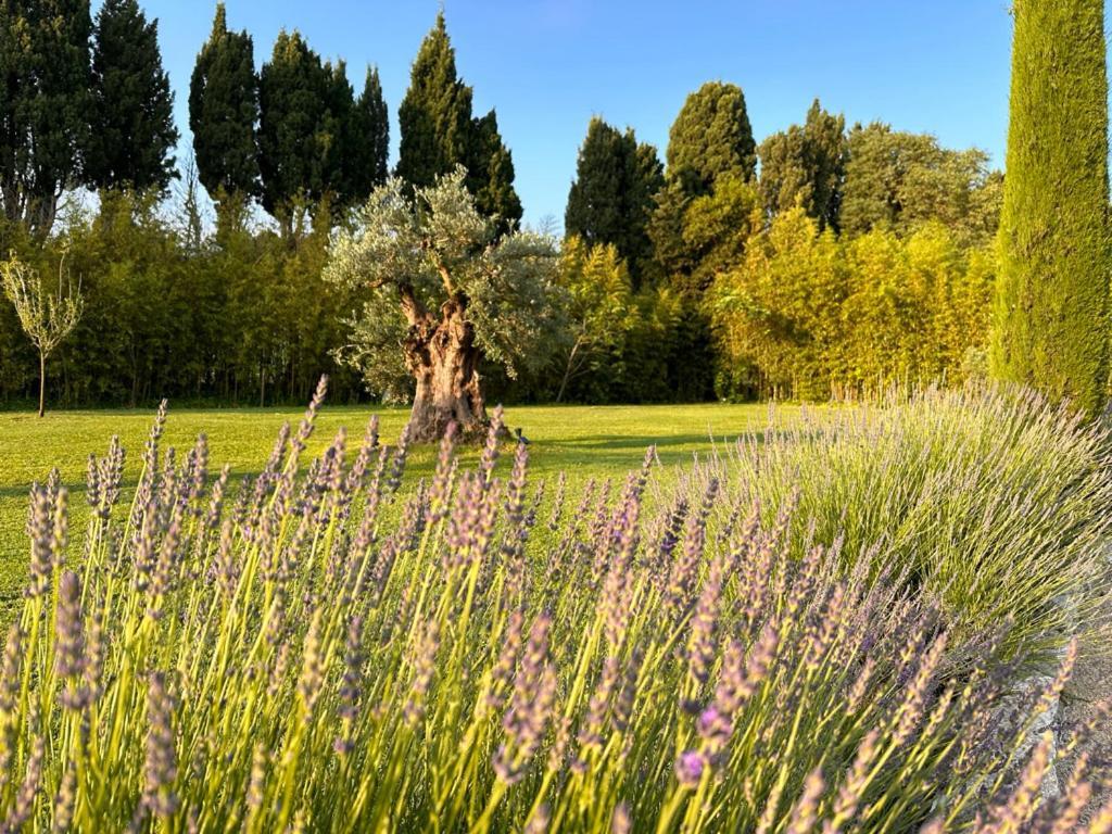 Mas Des Bambous Otel Saint-Rémy-de-Provence Dış mekan fotoğraf