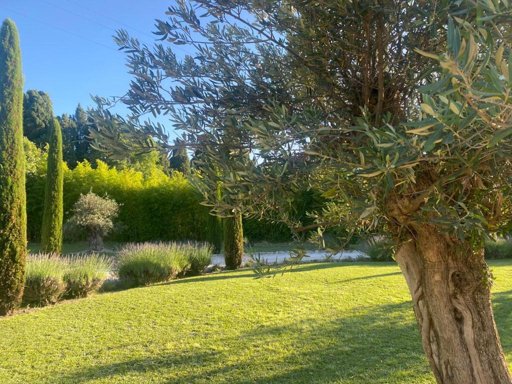 Mas Des Bambous Otel Saint-Rémy-de-Provence Dış mekan fotoğraf